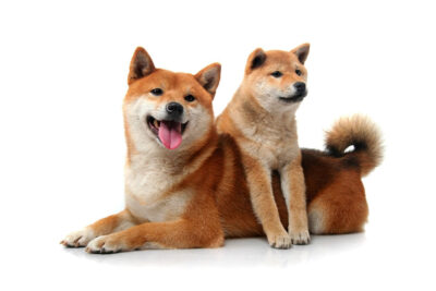 Cho Shiba Inu shopvatnuoi nai pet 2 - Shiba Inu Gifts