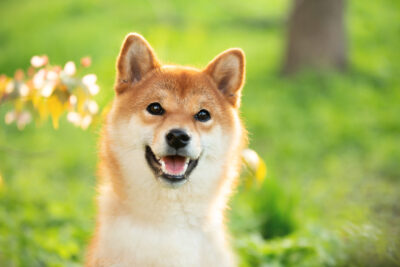 gettyimages 1320436824 2 - Shiba Inu Gifts